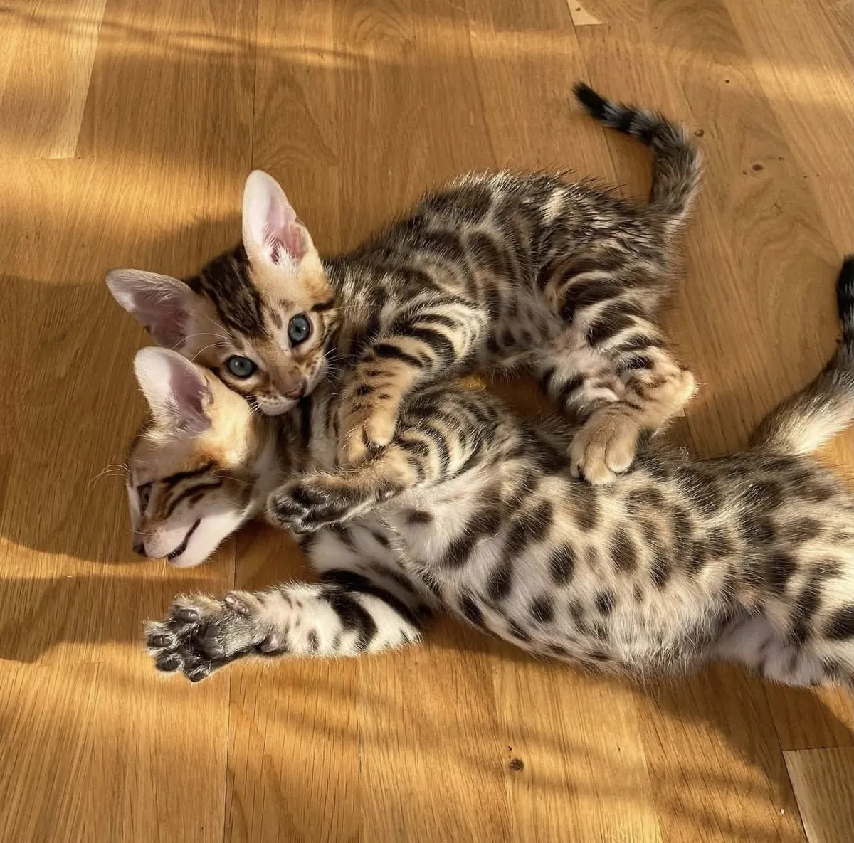 Chatons Bengal (mâles et femelles) à adopter.