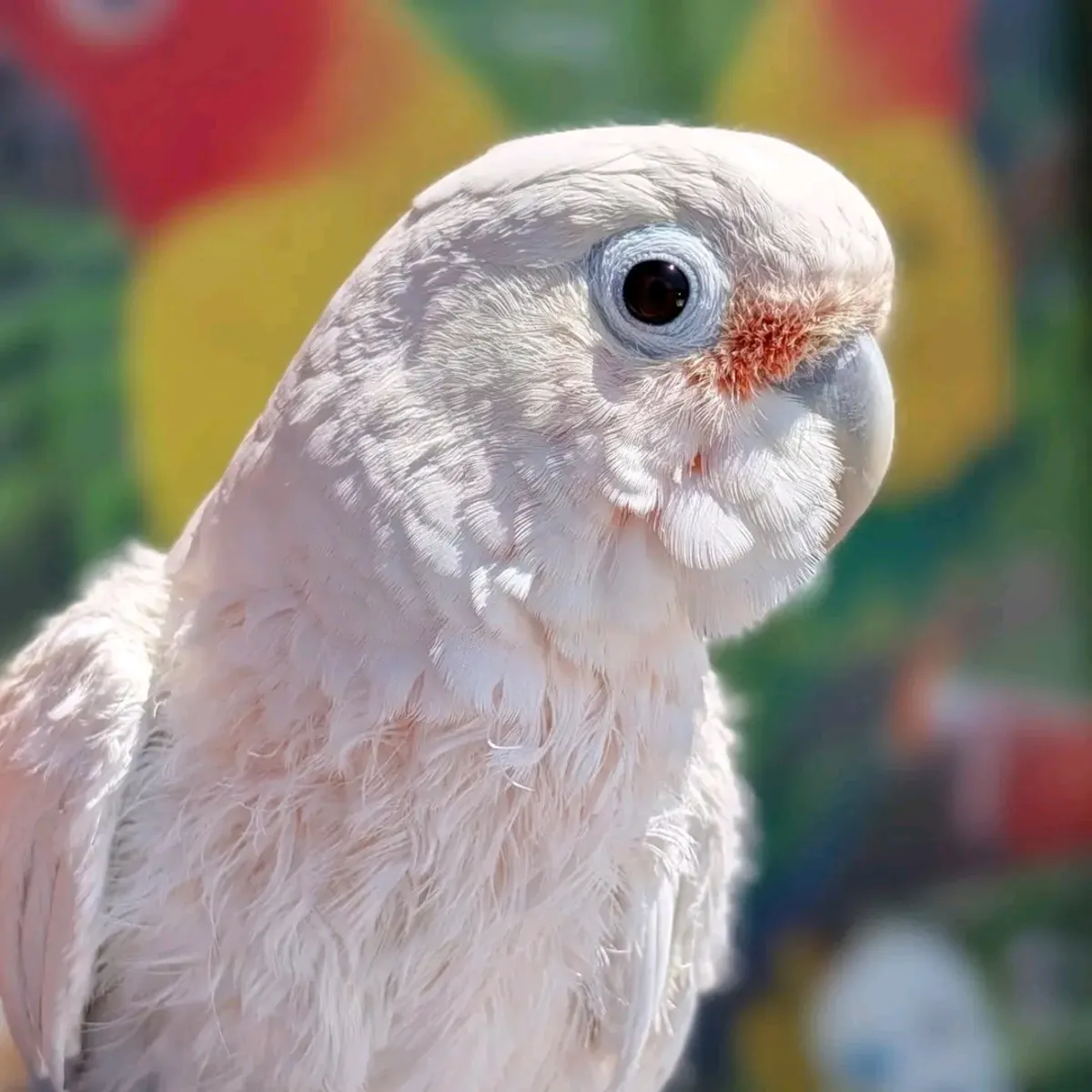 Lindo loro cacatúa