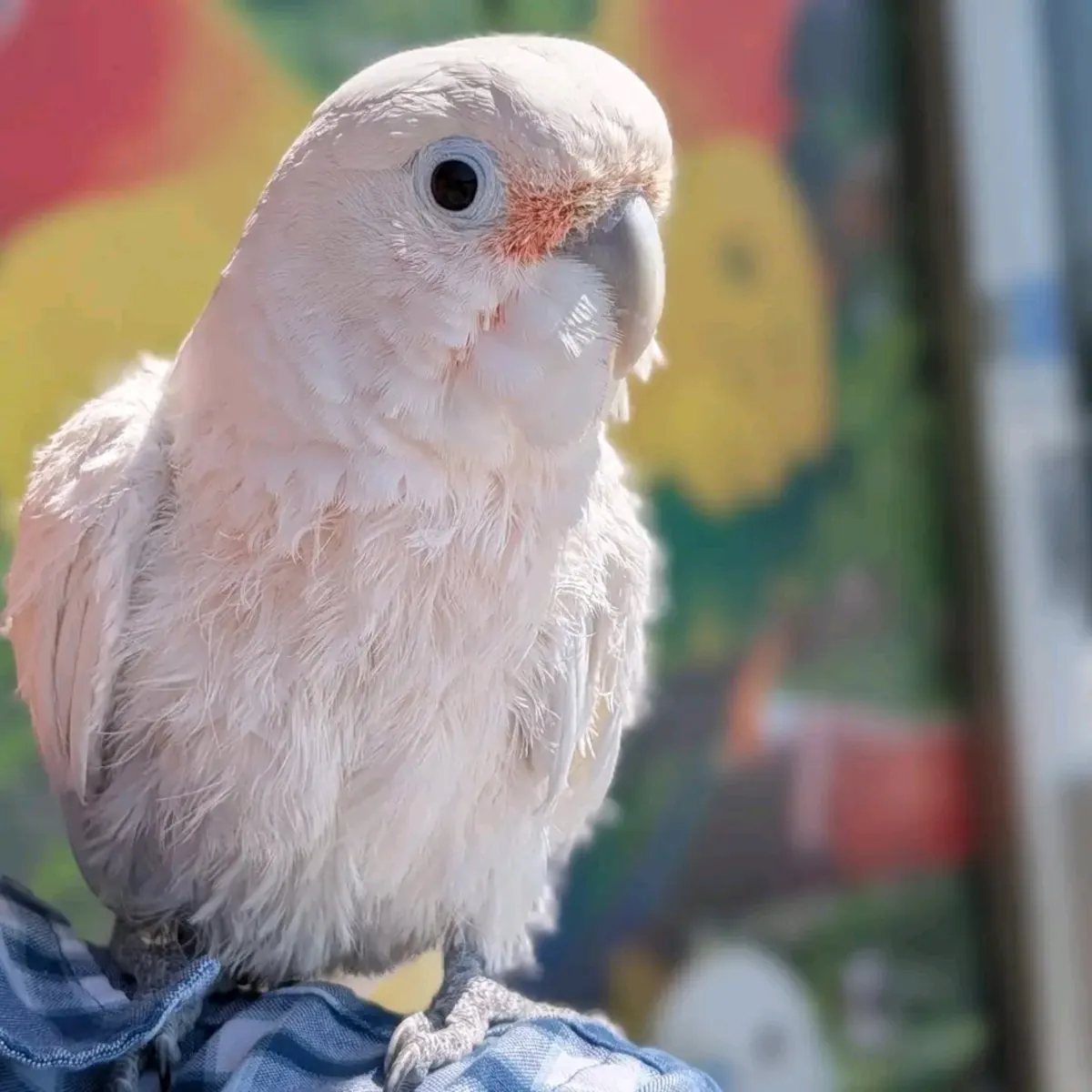 Lindo loro cacatúa