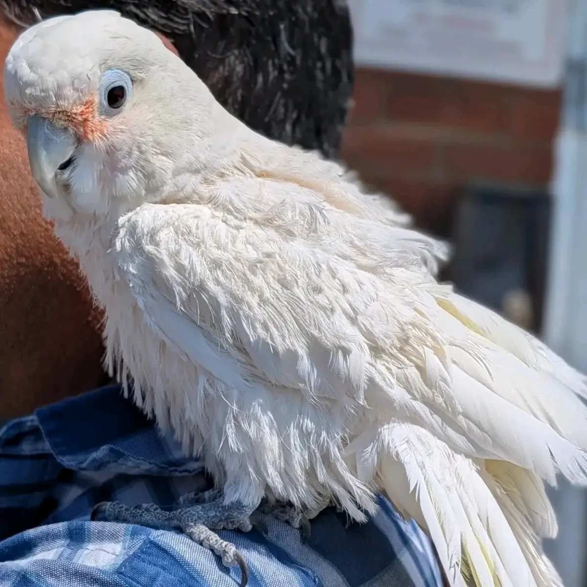 Lindo loro cacatúa