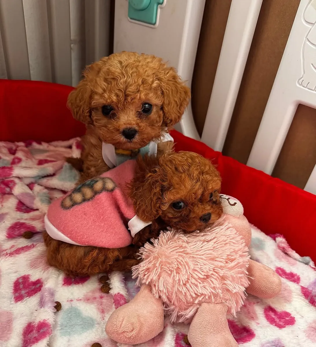 Chiots caniche, hautement intelligents et réactifs