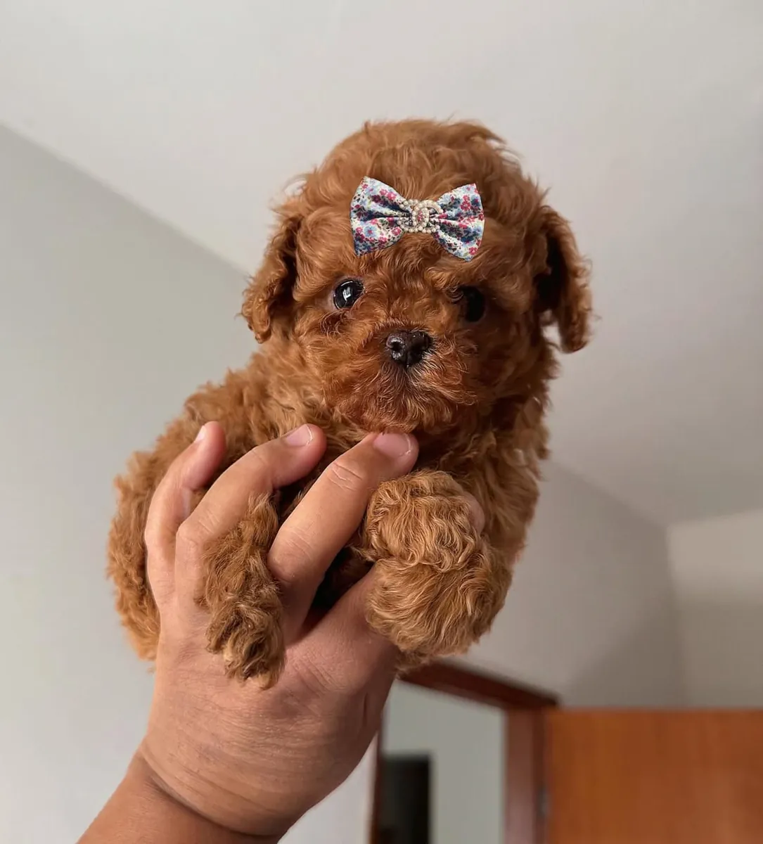Cachorros de caniche inteligentes ya muestran una gran capacidad de concentración.