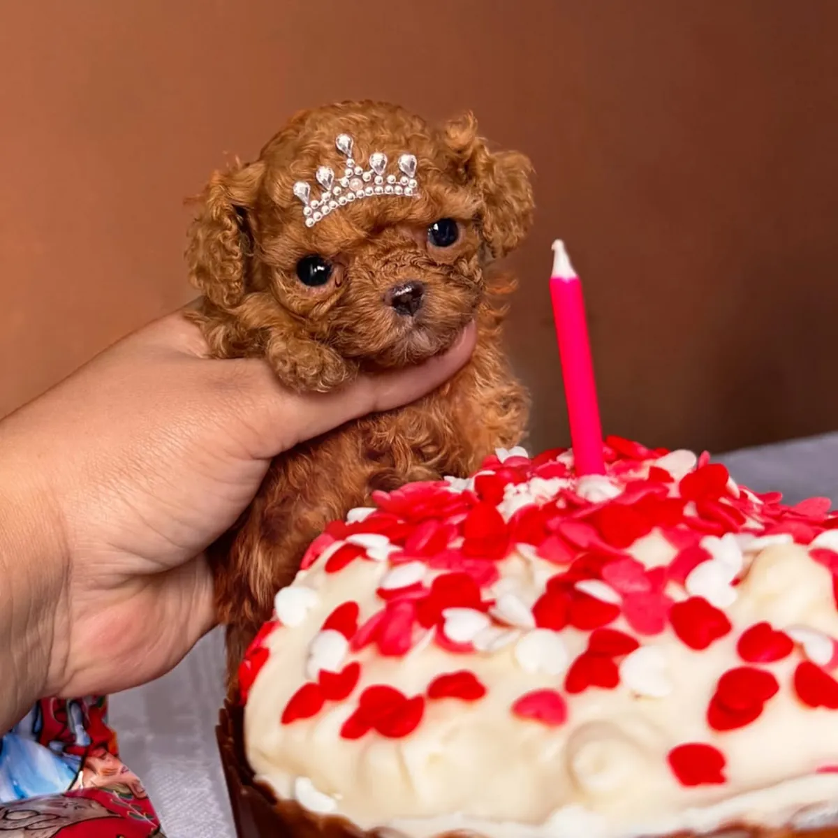 Cachorros de caniche inteligentes ya muestran una gran capacidad de concentración.