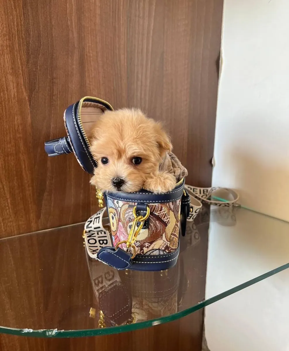 Cachorros de caniche marrones criados en una casa familiar