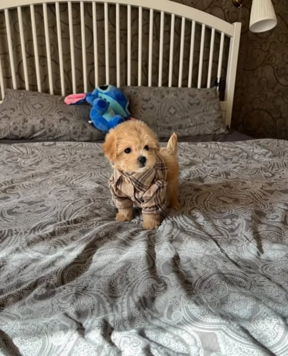 Cachorros de caniche marrones criados en una casa familiar