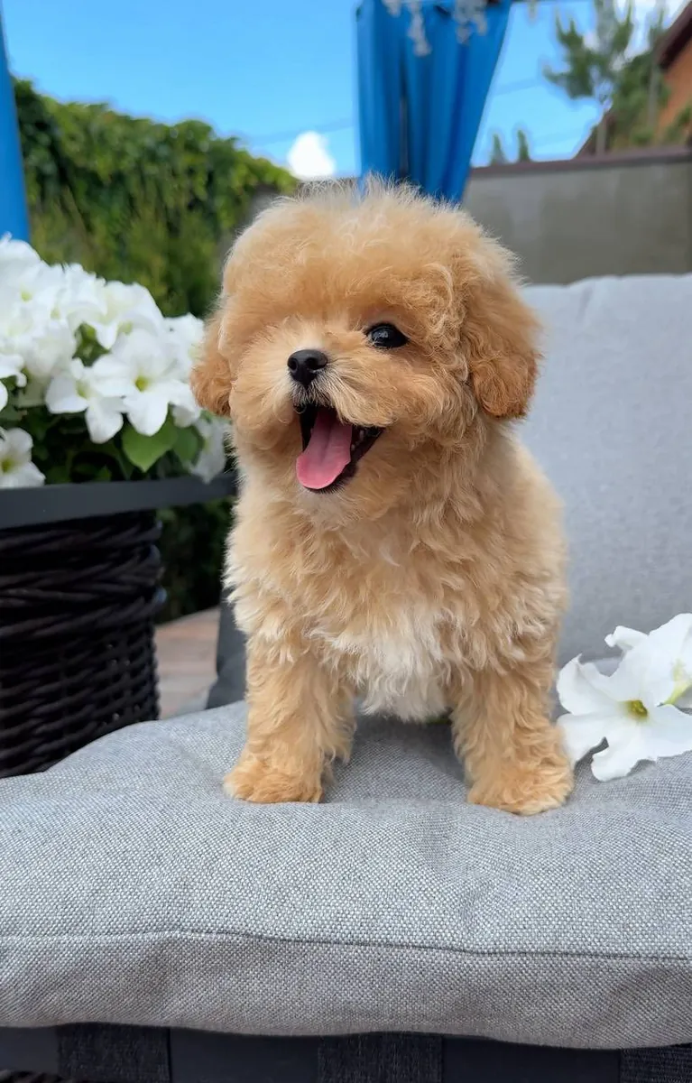 Cachorros de caniche marrones criados en una casa familiar