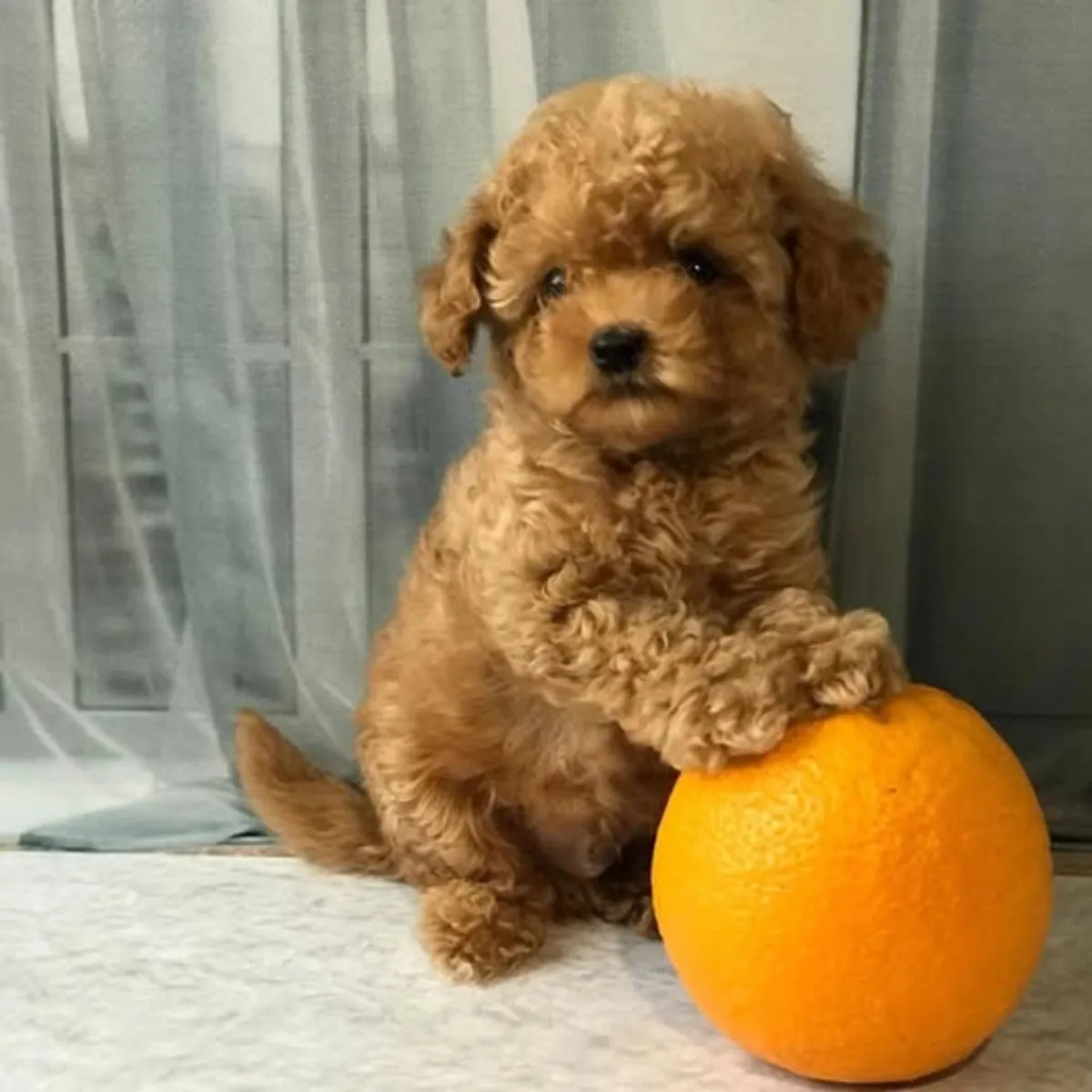 Dişi ve erkek Poodle yavruları, dikkatli bir yapıya sahip