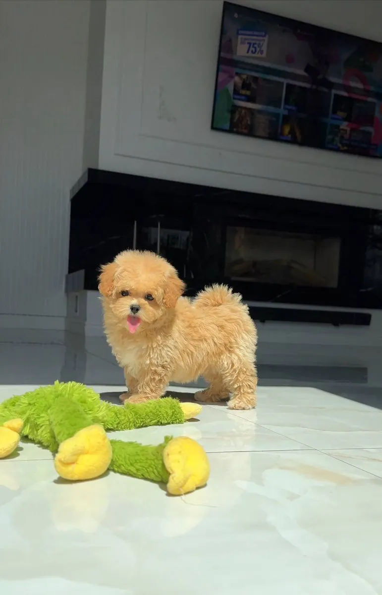 Dişi ve erkek Poodle yavruları, dikkatli bir yapıya sahip