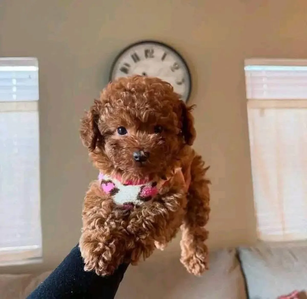 Chiots caniche avec un tempérament calme et une forte capacité d'adaptation