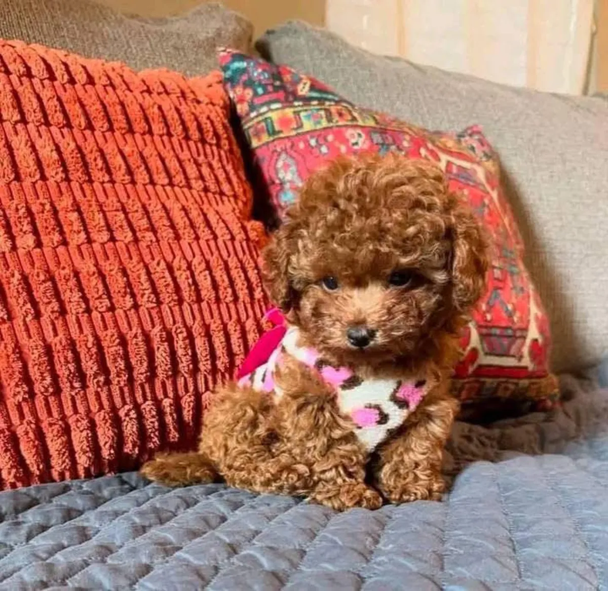 Chiots caniche avec un tempérament calme et une forte capacité d'adaptation
