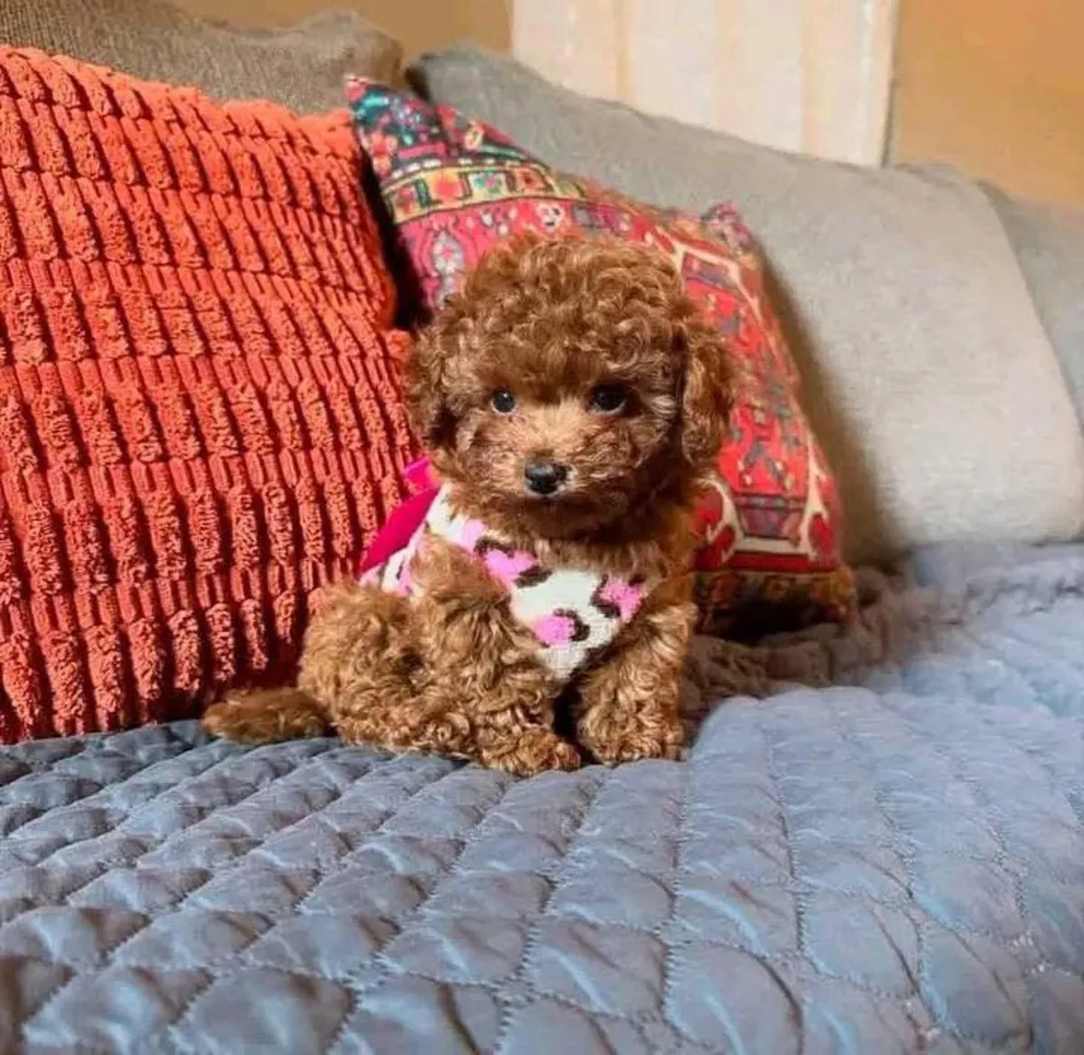 Chiots caniche avec un tempérament calme et une forte capacité d'adaptation