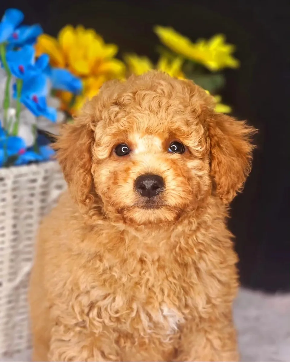 Adorables cachorros de caniche con temperamento tranquilo y adaptabilidad