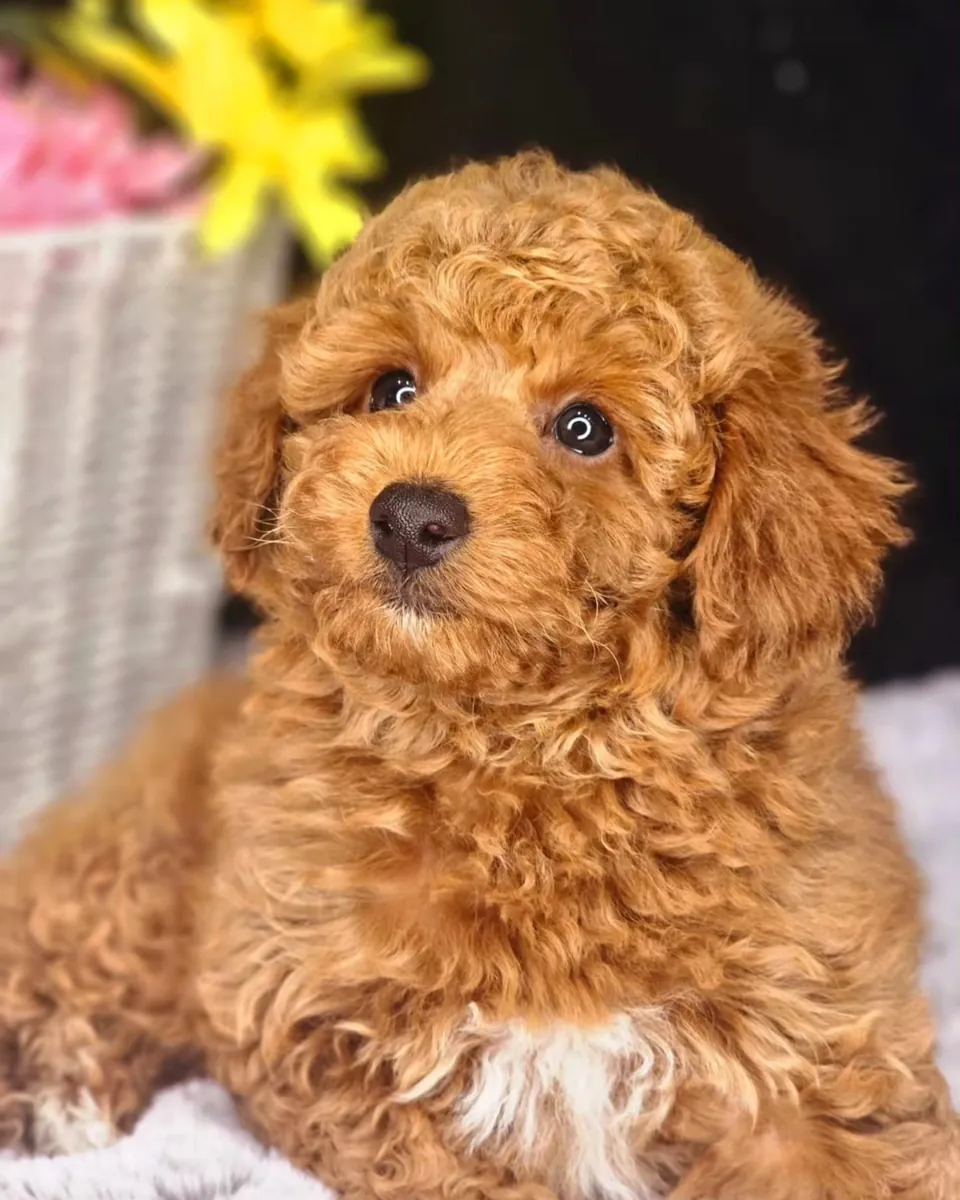 Adorables cachorros de caniche con temperamento tranquilo y adaptabilidad