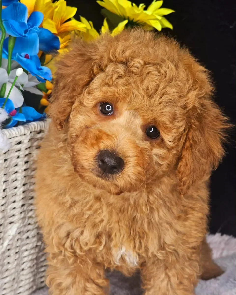 Adorables cachorros de caniche con temperamento tranquilo y adaptabilidad