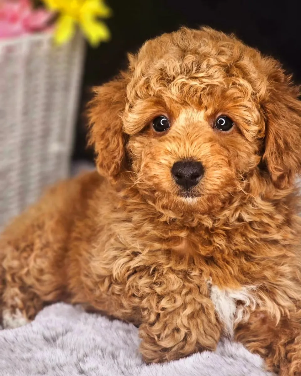 Adorables cachorros de caniche con temperamento tranquilo y adaptabilidad