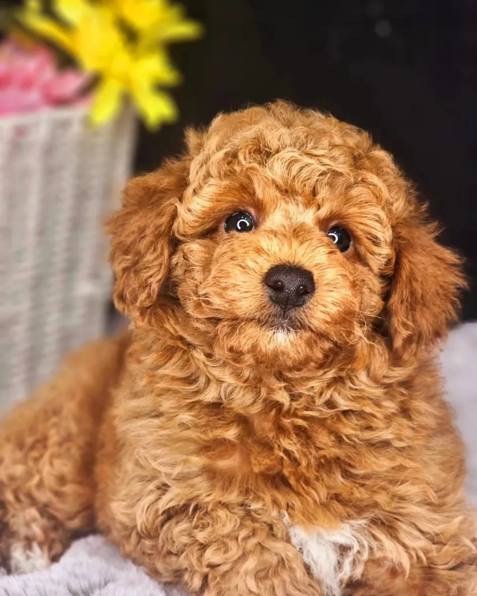 Adorables cachorros de caniche con temperamento tranquilo y adaptabilidad