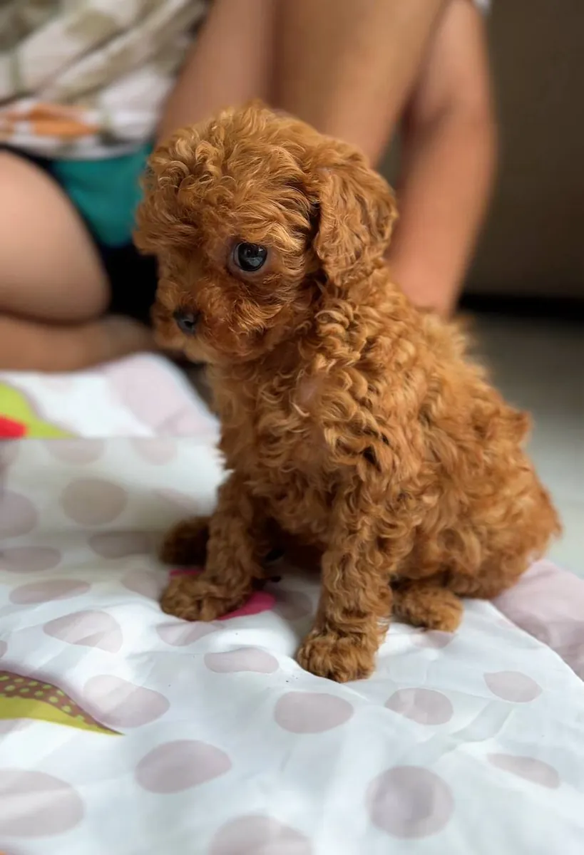 Jolis chiots caniche avec adaptabilité