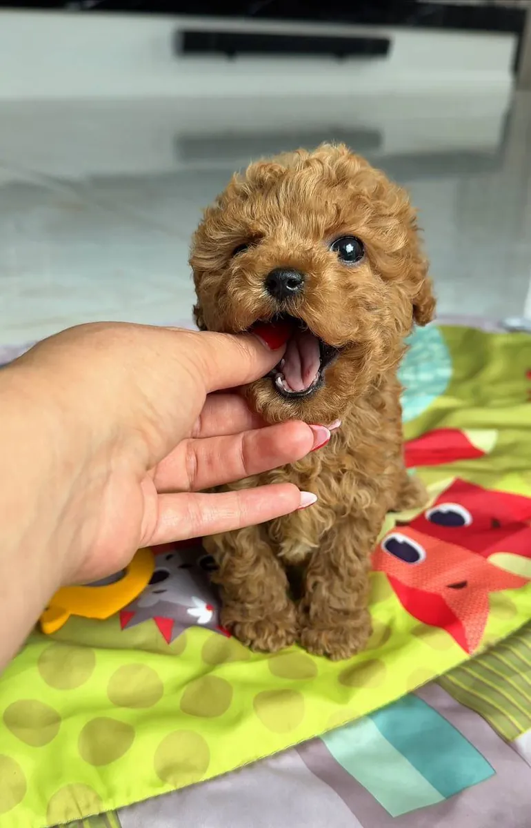 Jolis chiots caniche avec adaptabilité