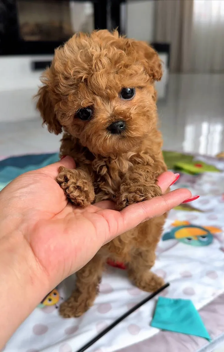 Jolis chiots caniche avec adaptabilité