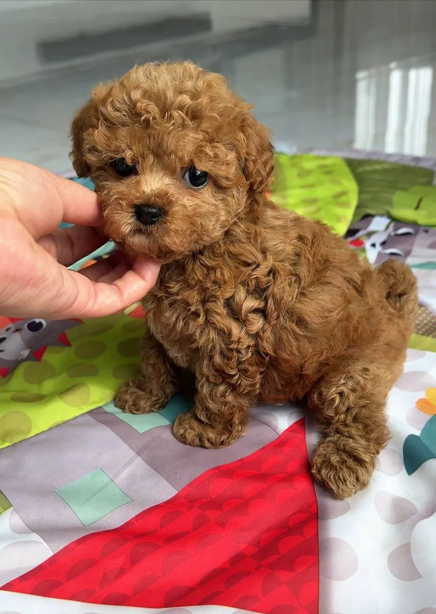 Jolis chiots caniche avec adaptabilité
