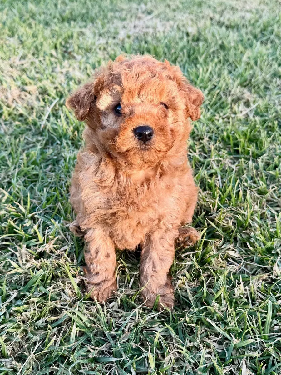 Jolis chiots caniche avec un fort amour pour les enfants
