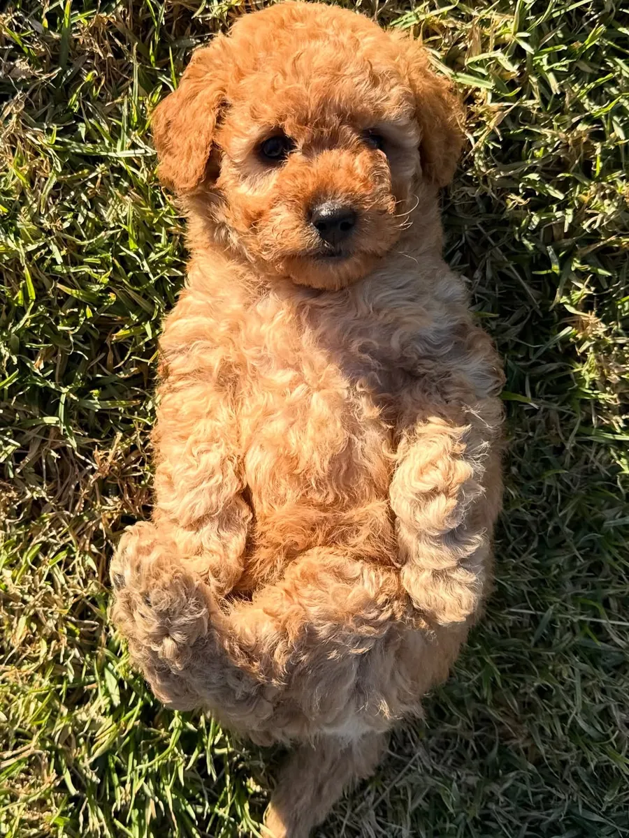 Jolis chiots caniche avec un fort amour pour les enfants