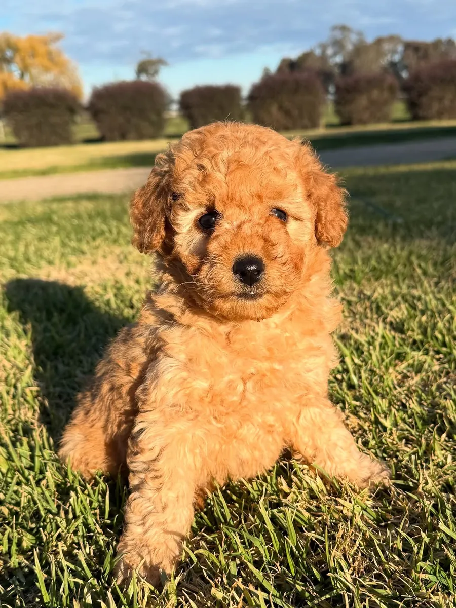 Chiots Poodle adorables et mignons avec un grand attachement aux enfants