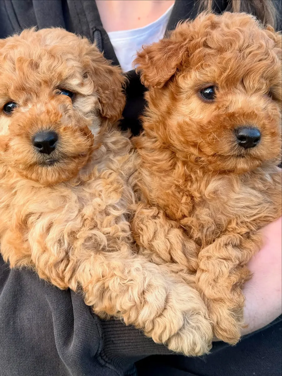 Chiots Poodle adorables et mignons avec un grand attachement aux enfants