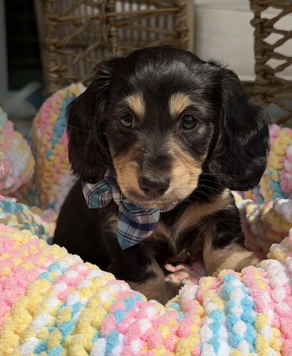 Chiots teckels mignons et affectueux à adopter.