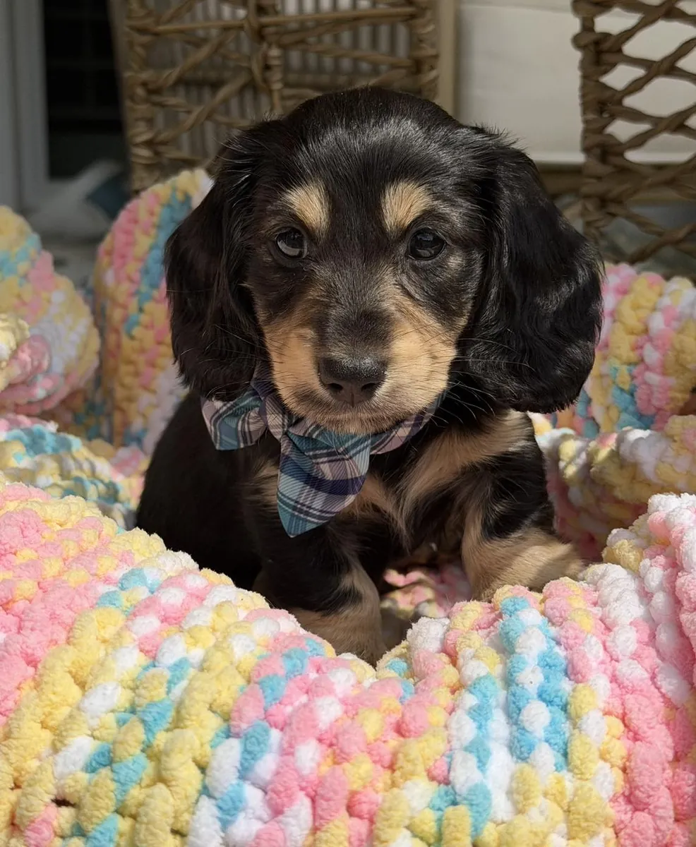Chiots teckels mignons et affectueux à adopter.