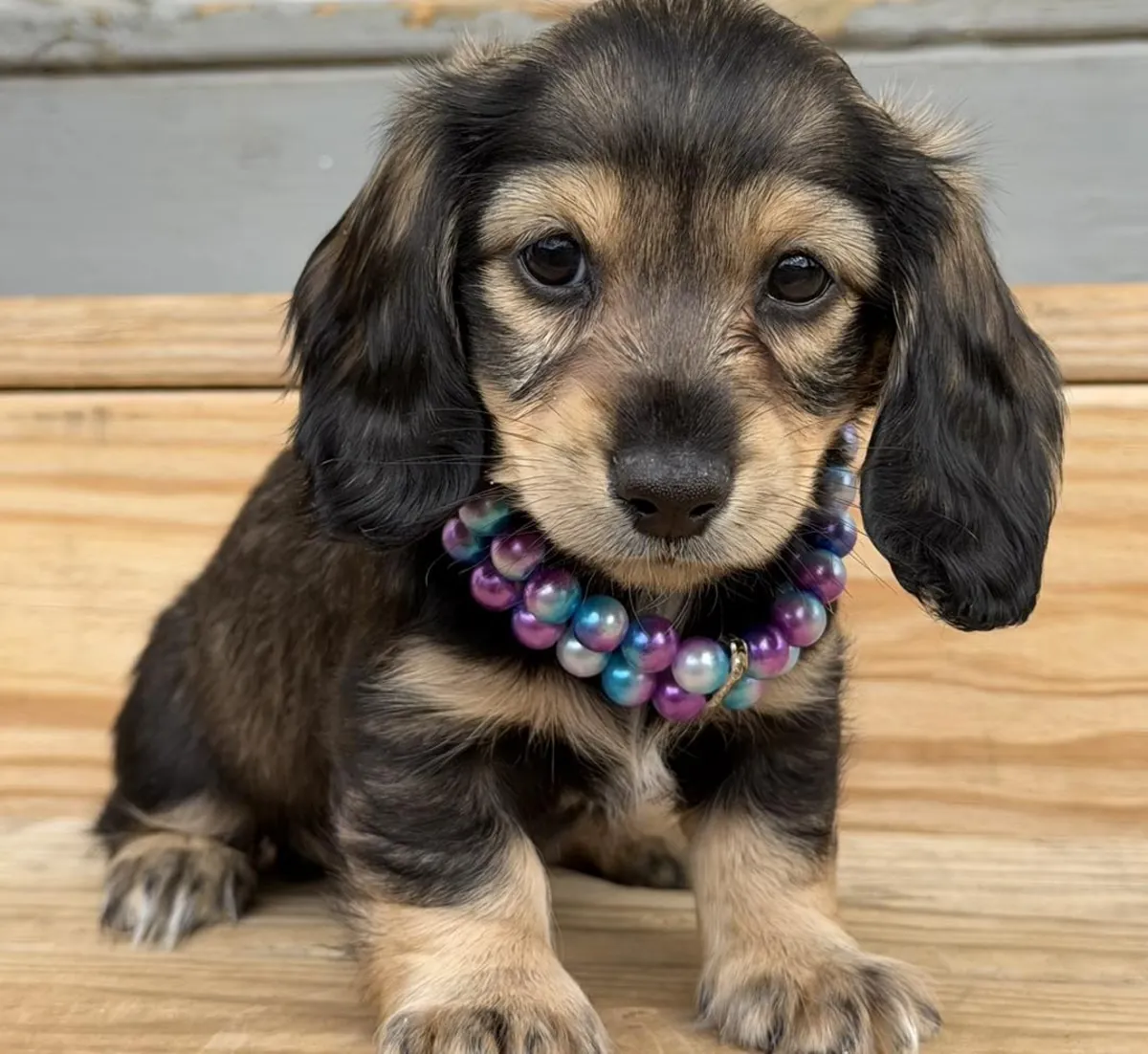 Magnifiques chiots teckels à adopter.