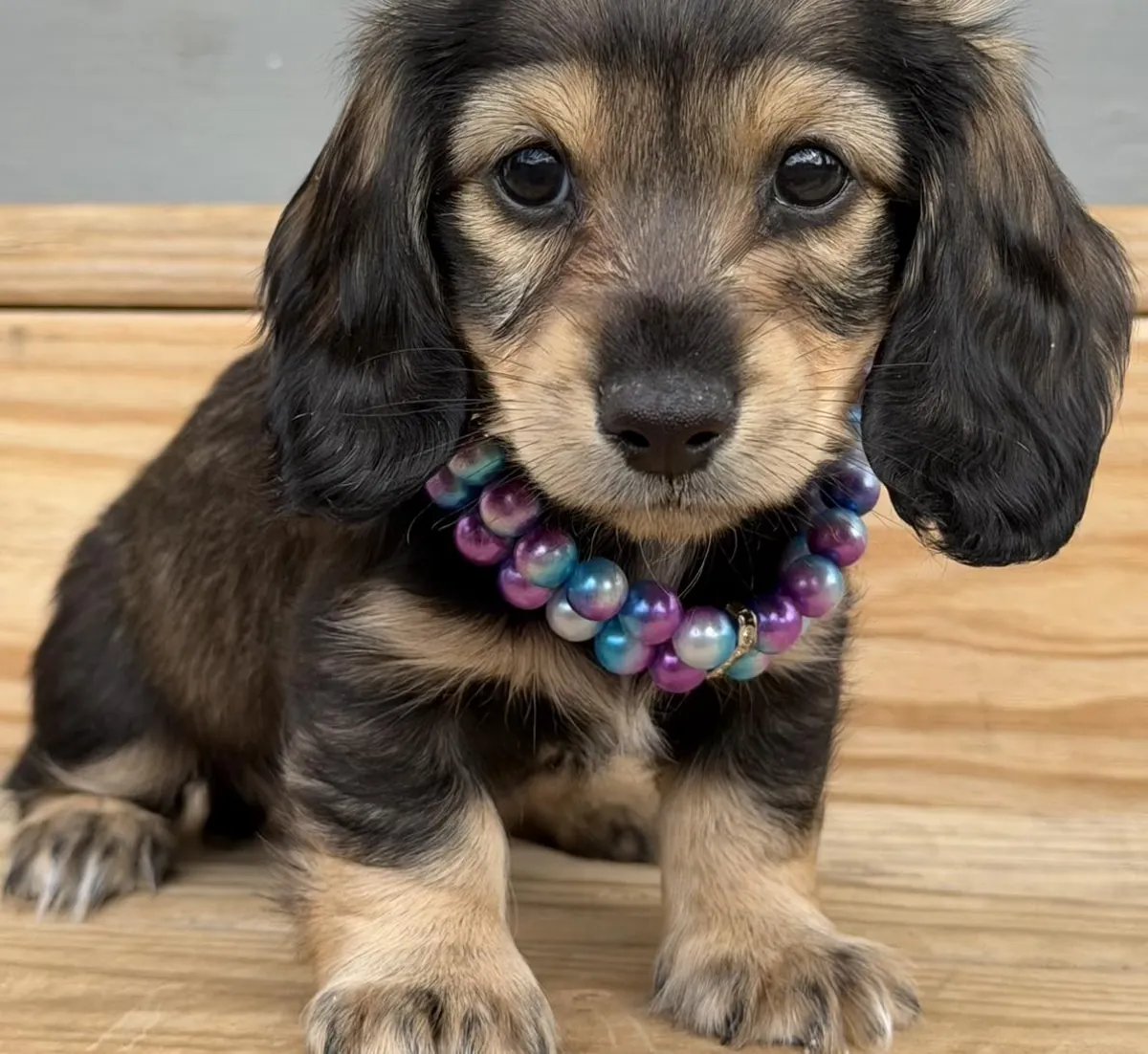 Magnifiques chiots teckels à adopter.