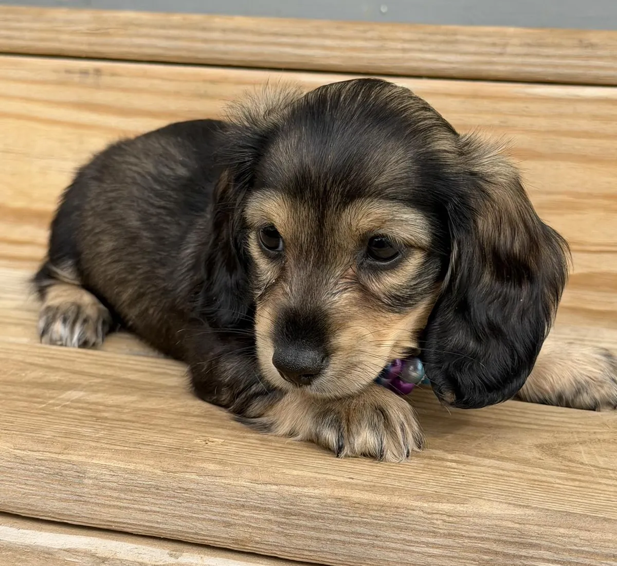 Magnifiques chiots teckels à adopter.