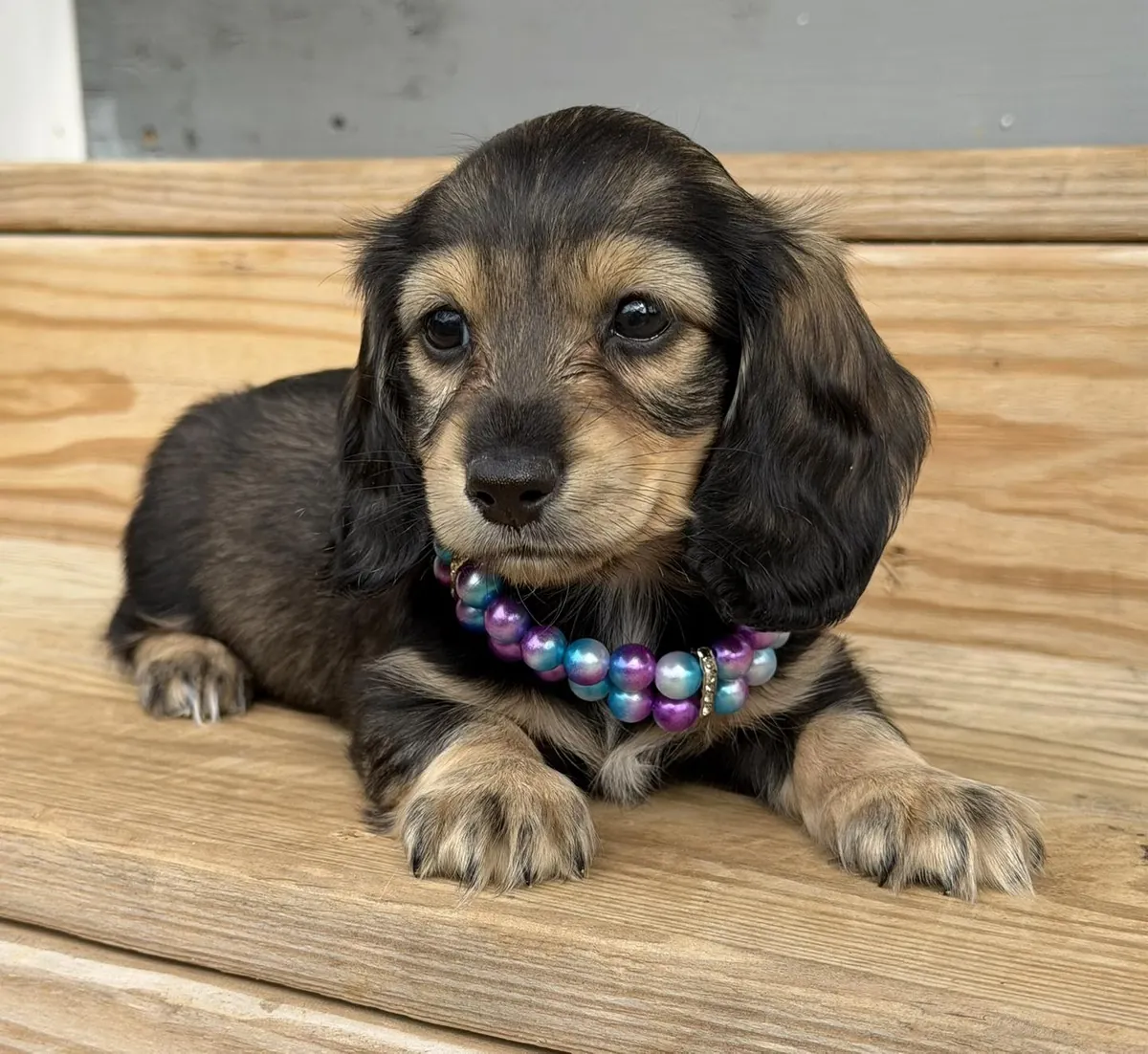 Magnifiques chiots teckels à adopter.