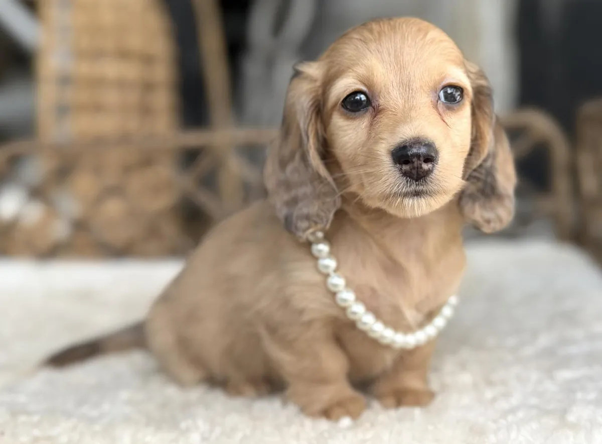 Chiots teckels bien éduqués à adopter.