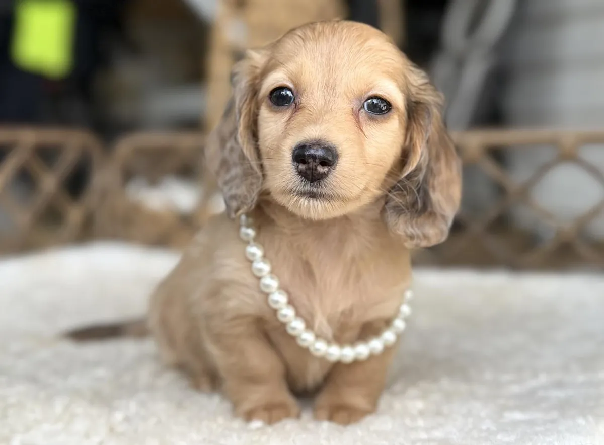 Chiots teckels bien éduqués à adopter.