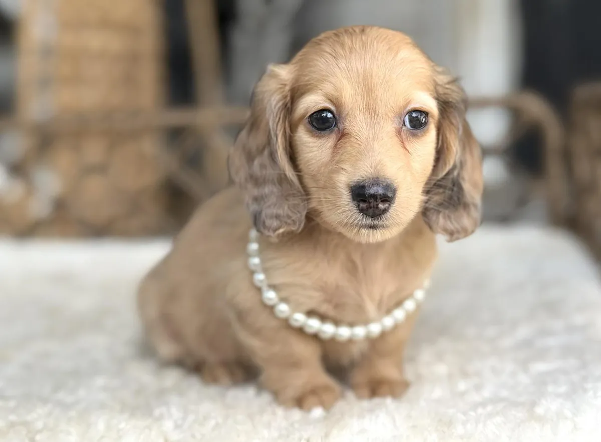 Chiots teckels bien éduqués à adopter.