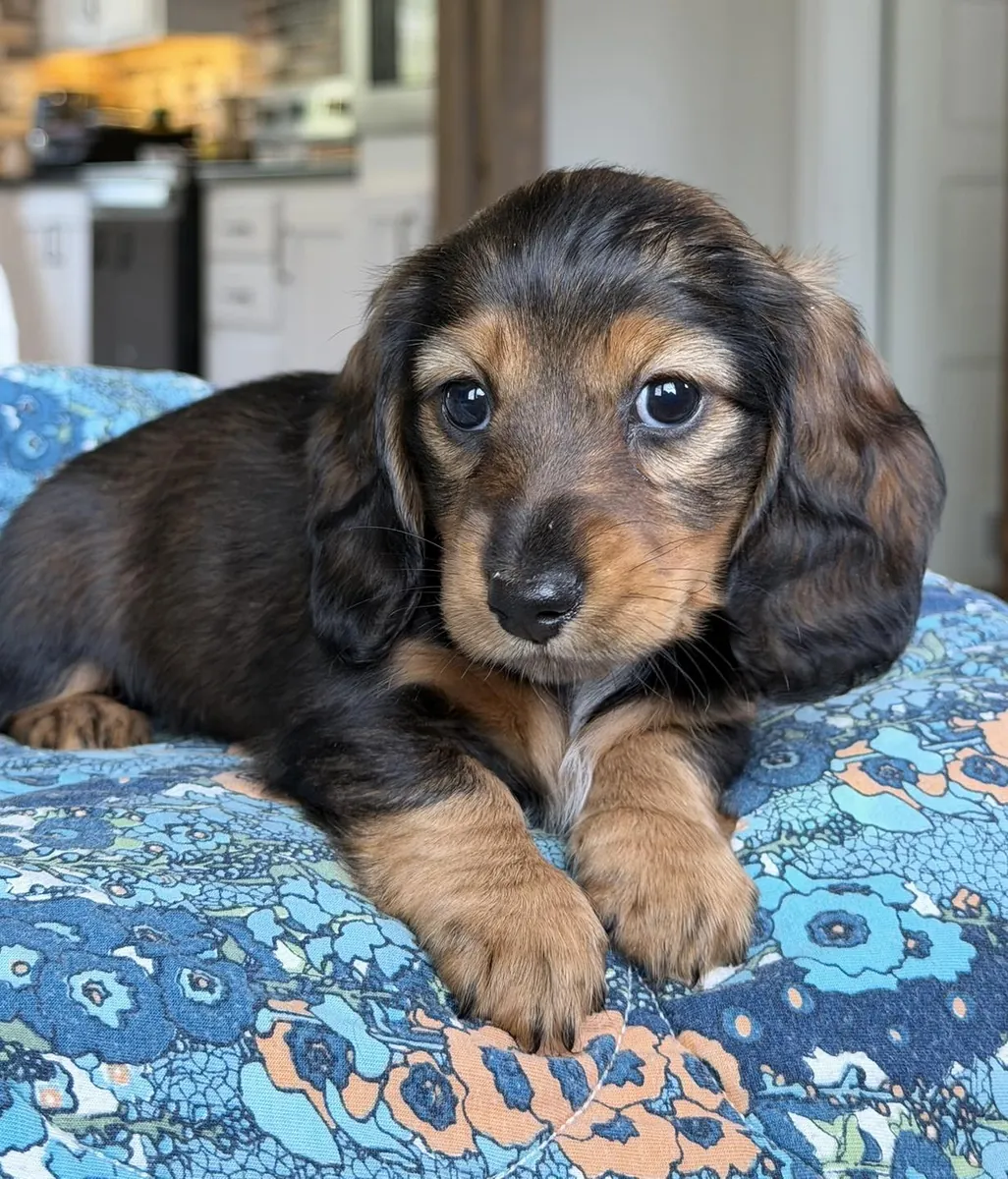 Chiots teckels bien élevés et mignons à adopter.
