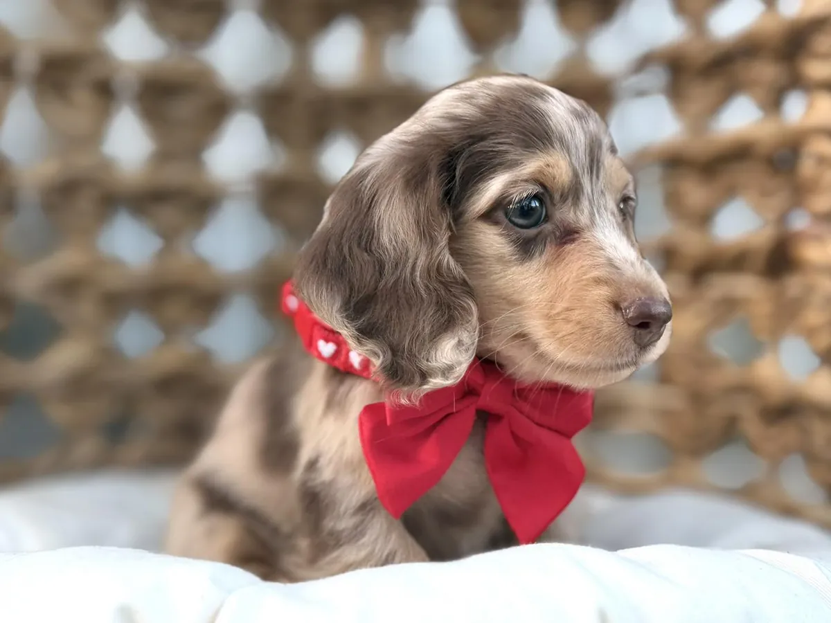 Cachorros de teckel (machos y hembras) en adopción.
