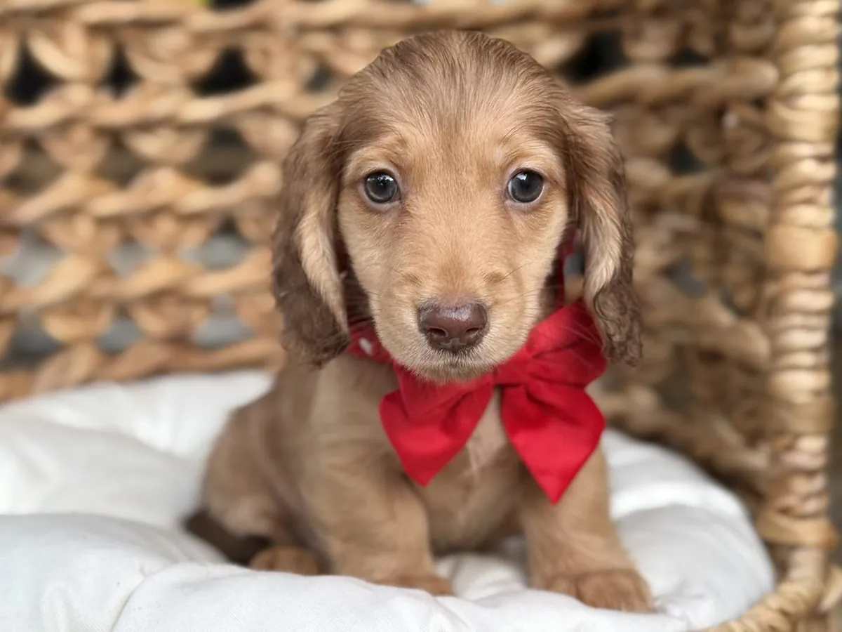 Cachorros de teckel (machos y hembras) en adopción.