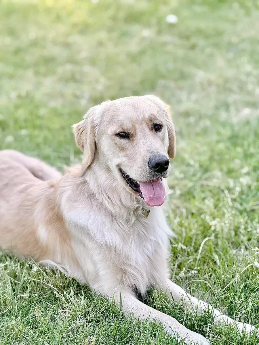 golden retriever sahiplendirme