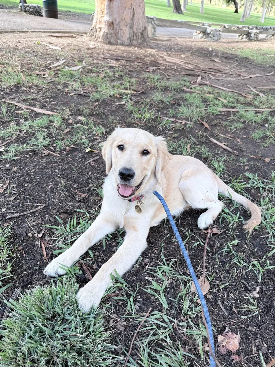 golden retriever sahiplendirme