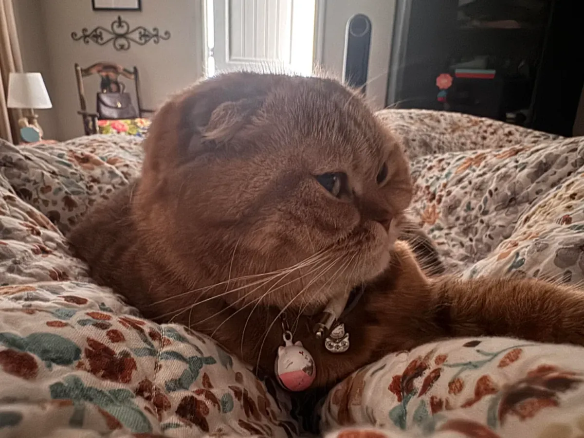 scottish fold kedi verilecek