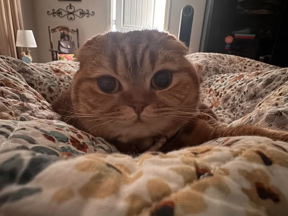 scottish fold kedi verilecek