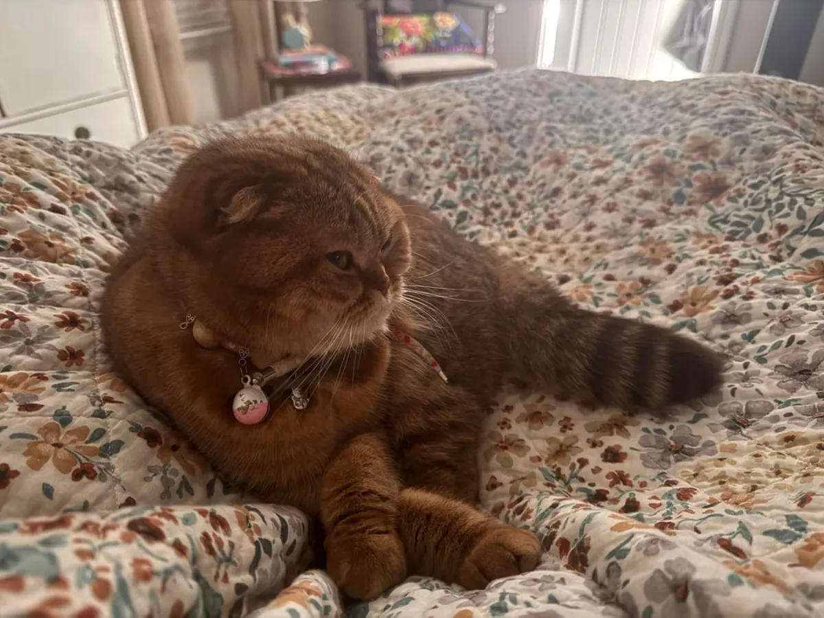 scottish fold kedi verilecek