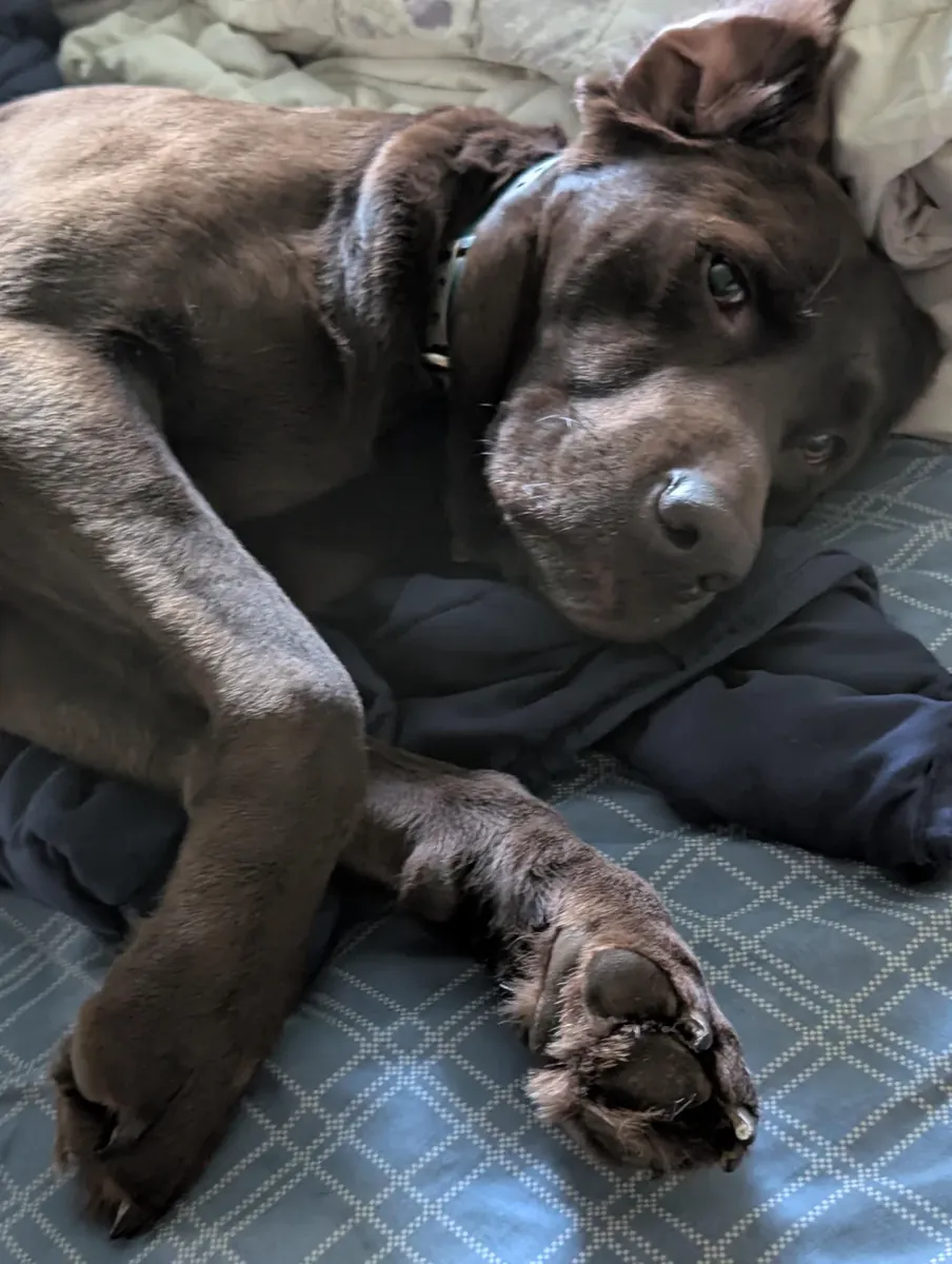 labrador sahiplendirme