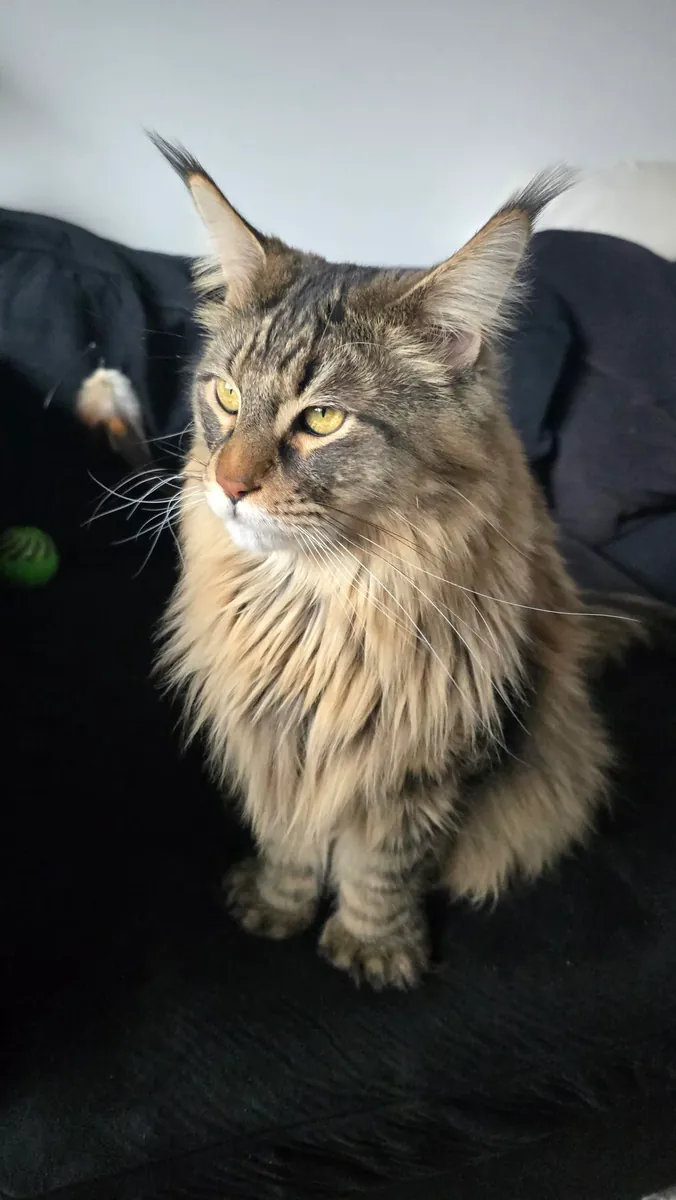 maine coon sahiplendirme
