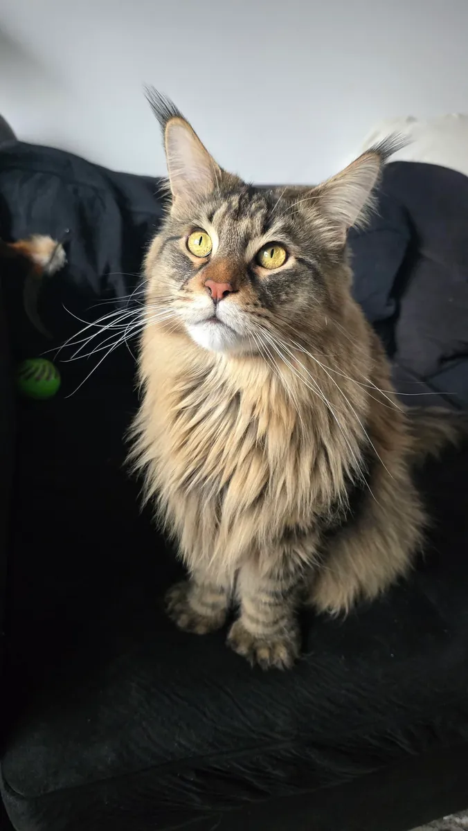 maine coon sahiplendirme