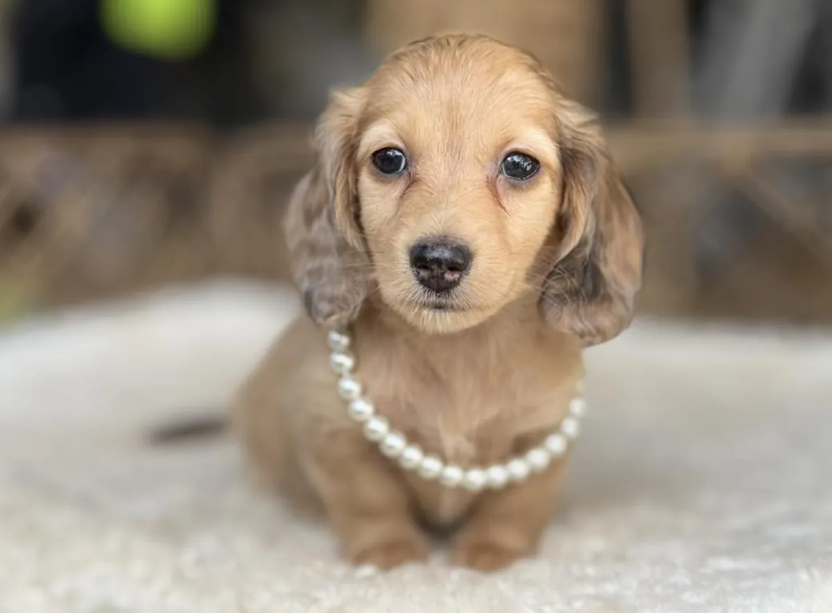 Cute and lovely dachshund puppies ready for new home. 