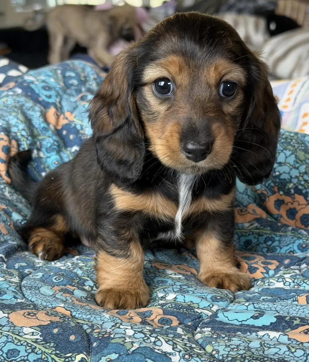 Cute and lovely dachshund puppies ready for new home. 